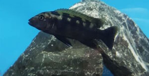 Melanochromis baliodigma 'Chiofu Bay'